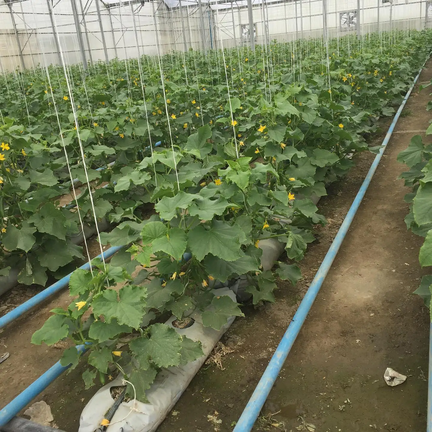 پرلیت در گلخانه و مزارع