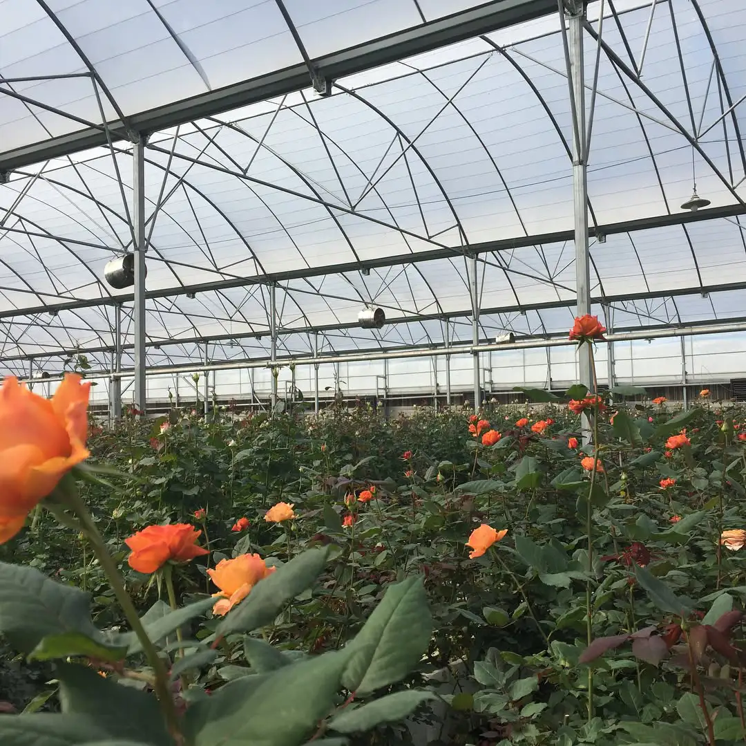 گل رز در بستر پرلیت